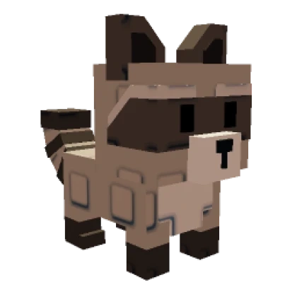 Raccon